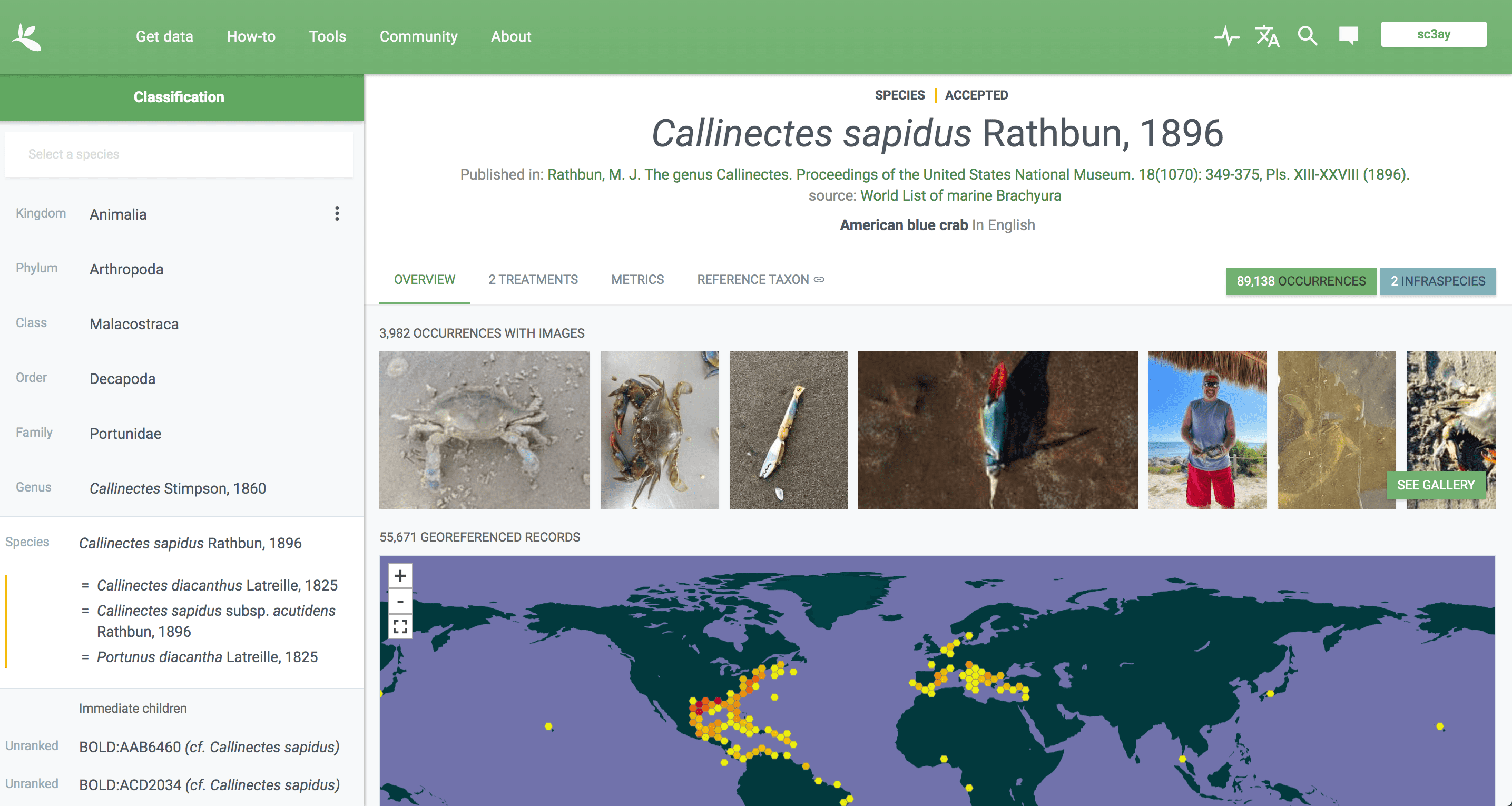 Image of the &ldquo;Species&rdquo; information page. The pane on the left shows taxonomic info at each level of taxonomy. The right side says &ldquo;Callinectes sapidus Rathbun, 1896&rdquo;. You can see that there are 3982 occurrences with images associated with them, and there are 55671 georeferenced occurrences shown on a map.